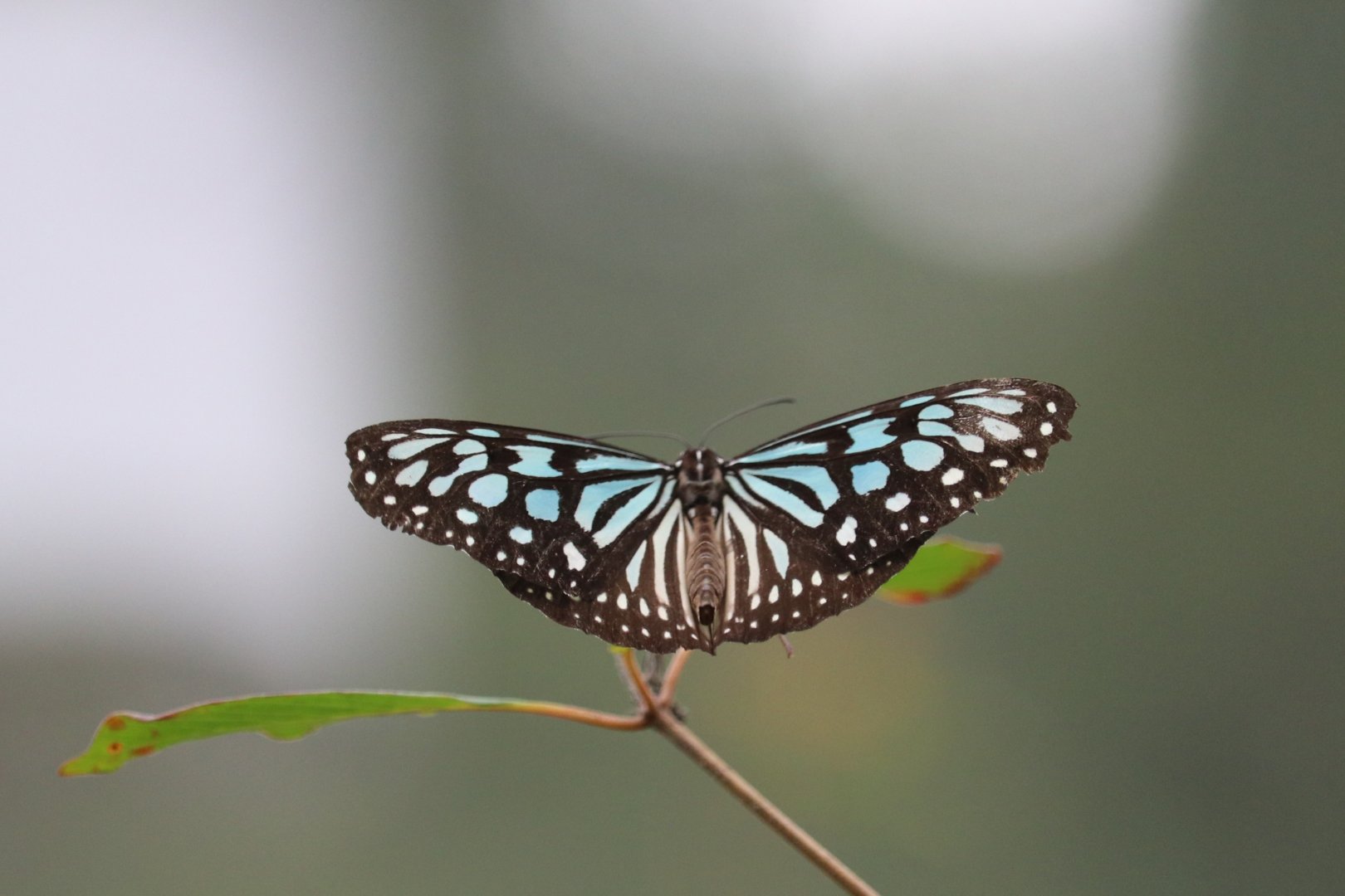 Liuchiou Blue Spotted Butterfly (Ideopsis similis similis)