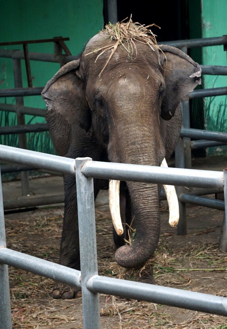 Liuzhou Zoo - Asian elephant