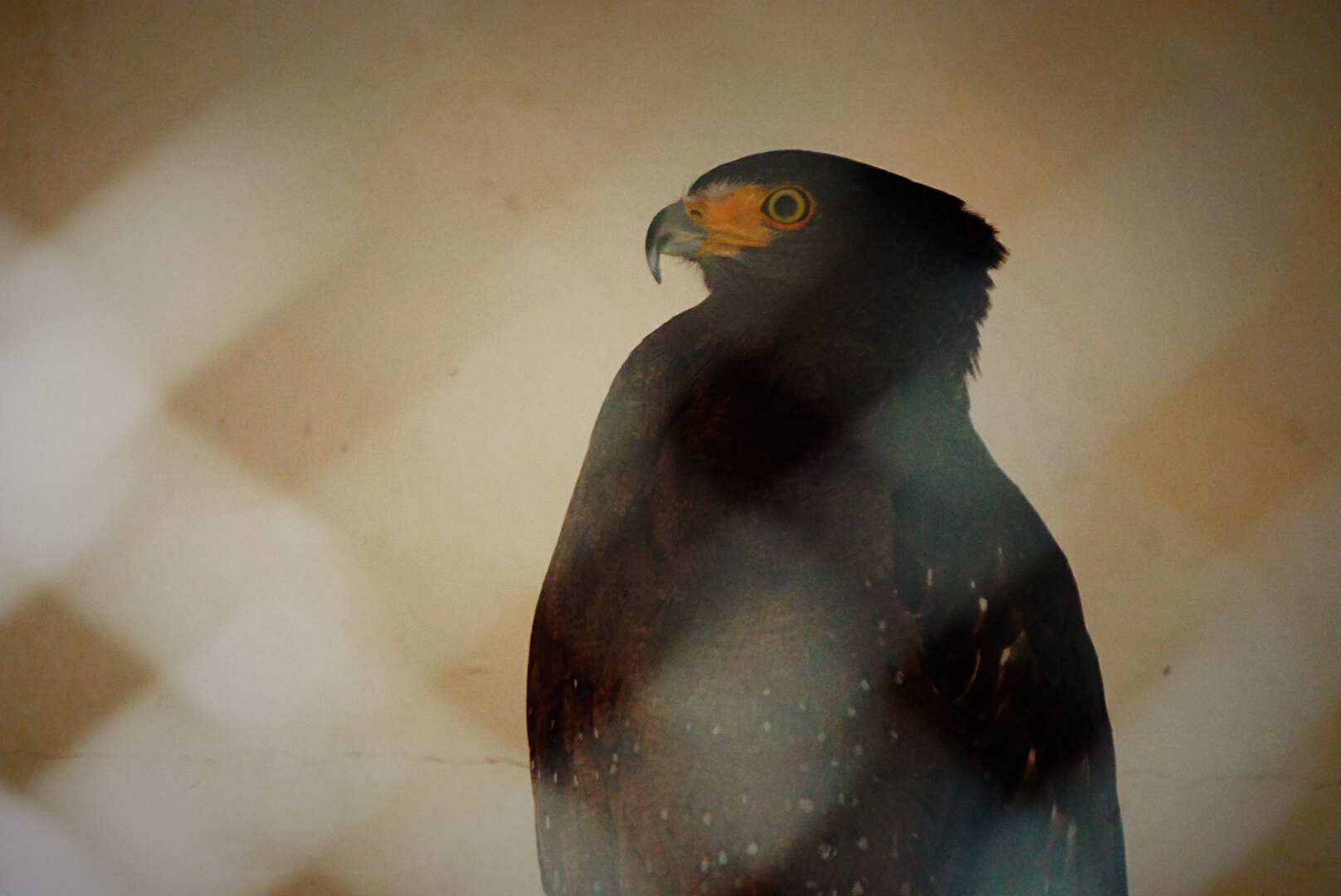 Liuzhou Zoo - Crested serpent eagle