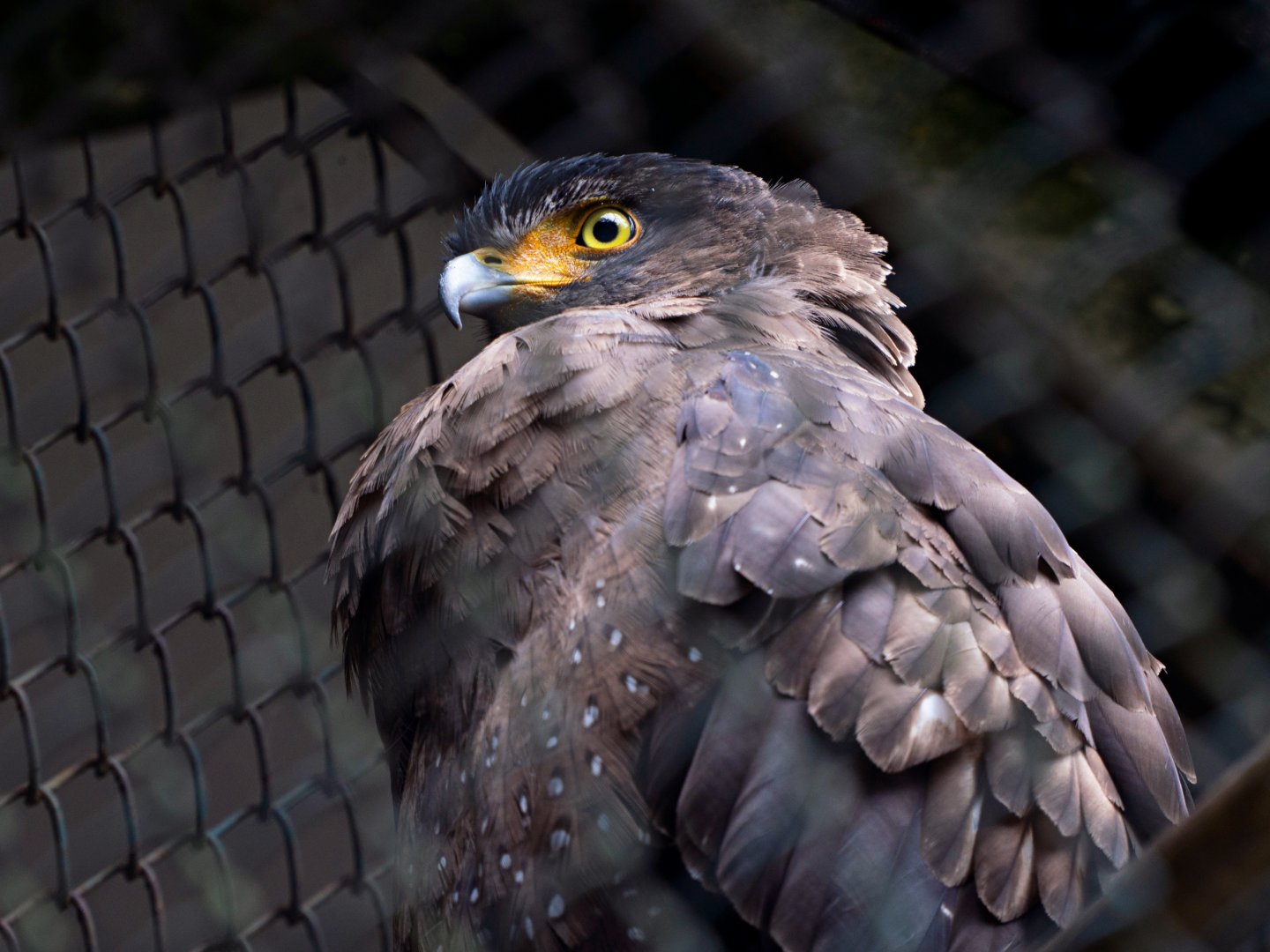 Liuzhou Zoo - Crested serpent eagle