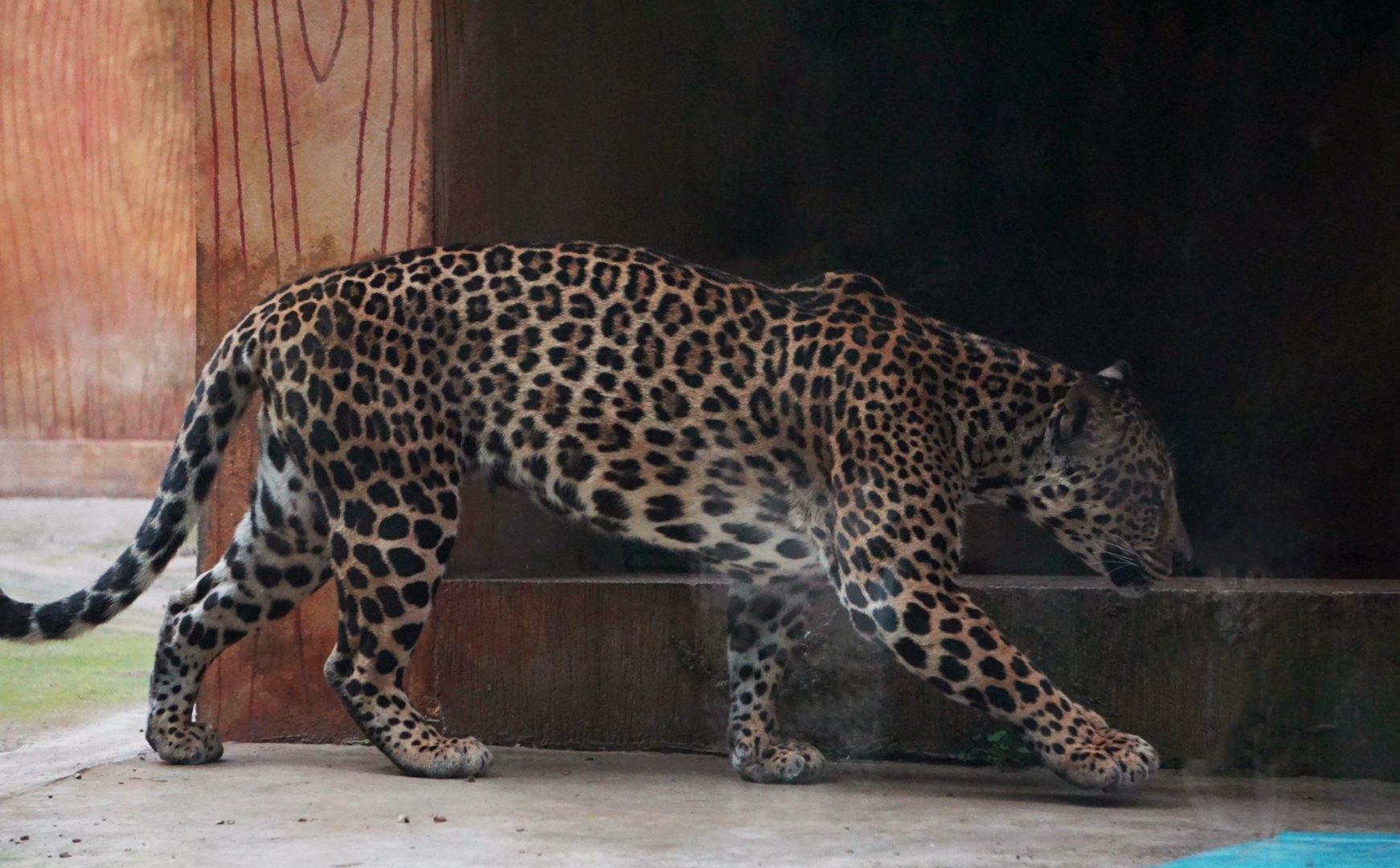 Liuzhou Zoo - Indochinese leopard