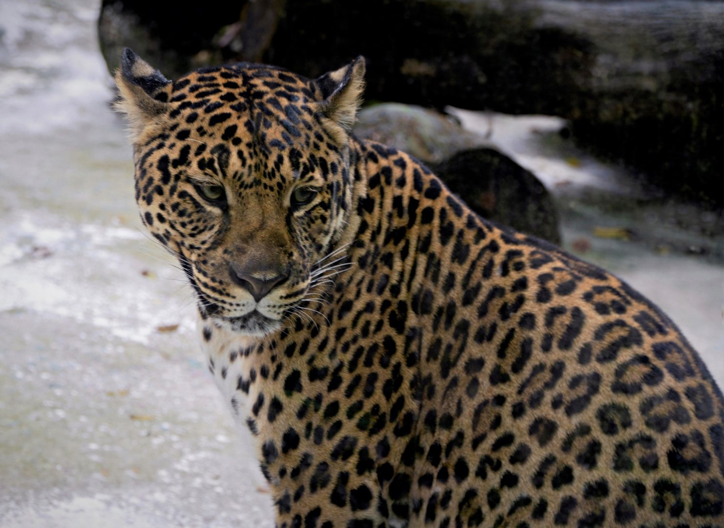 Liuzhou Zoo - Indochinese leopard
