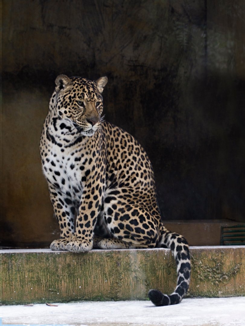 Liuzhou Zoo - Indochinese leopard