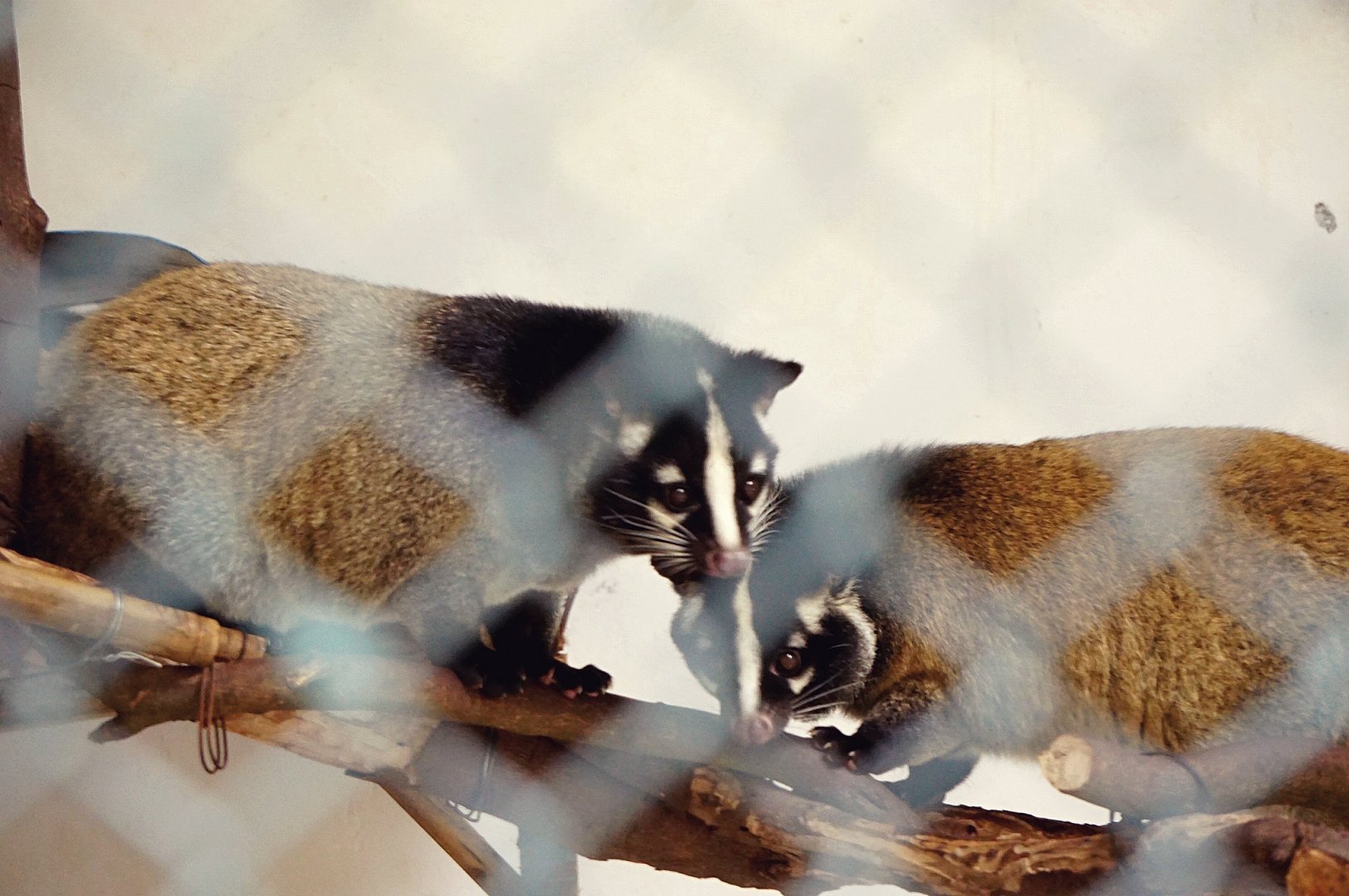 Liuzhou Zoo - Masked palm civet