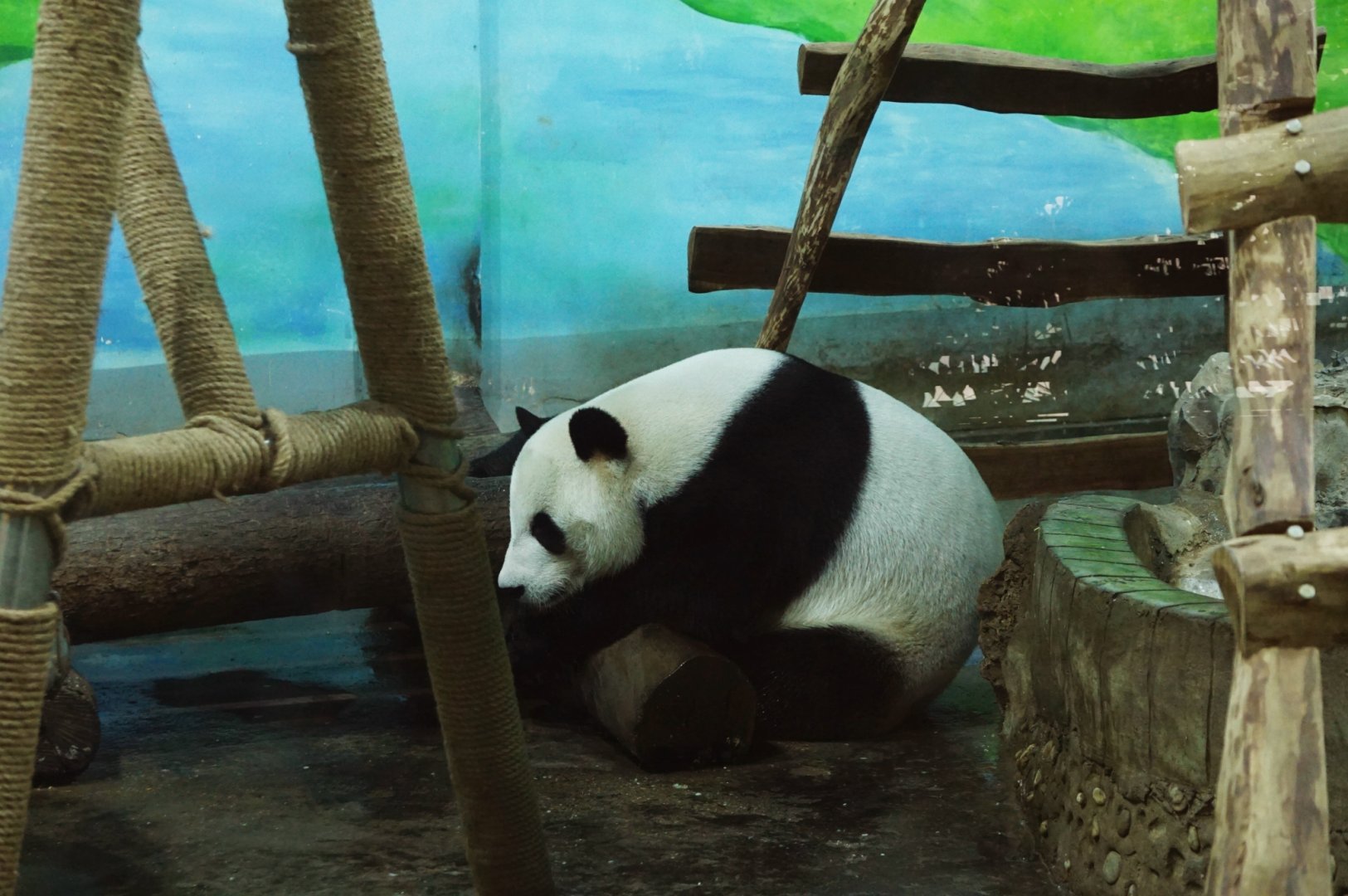 Liuzhou Zoo - Panda
