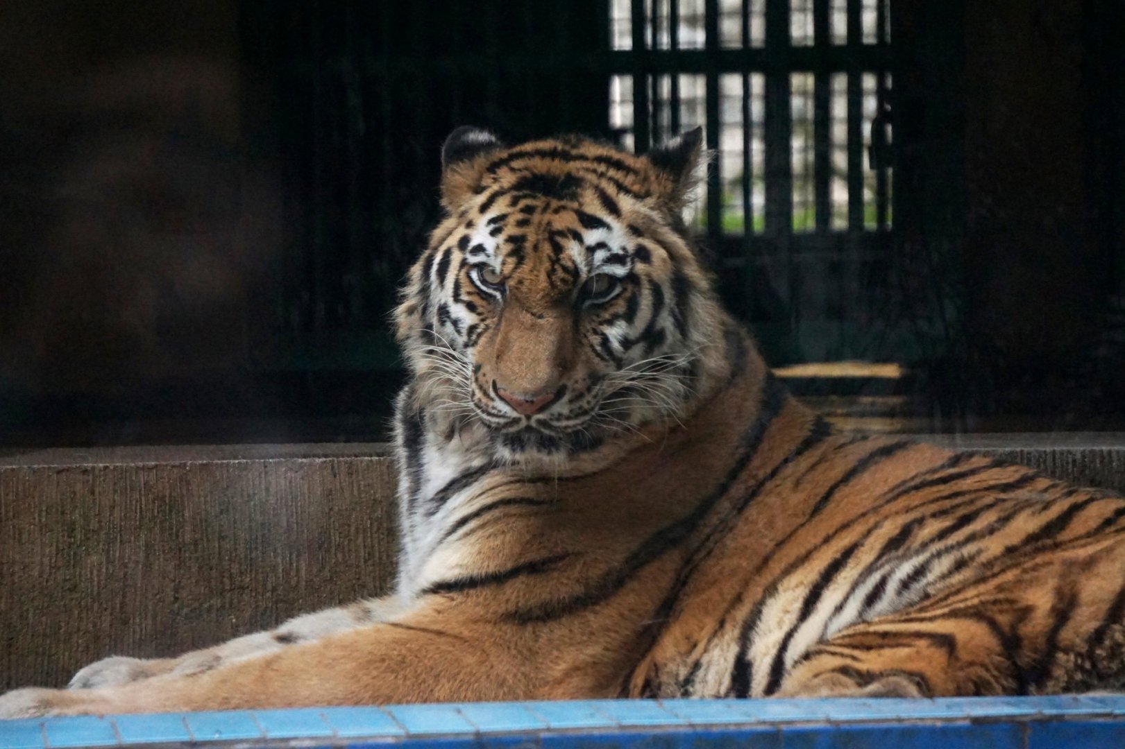 Liuzhou Zoo - Siberian tiger
