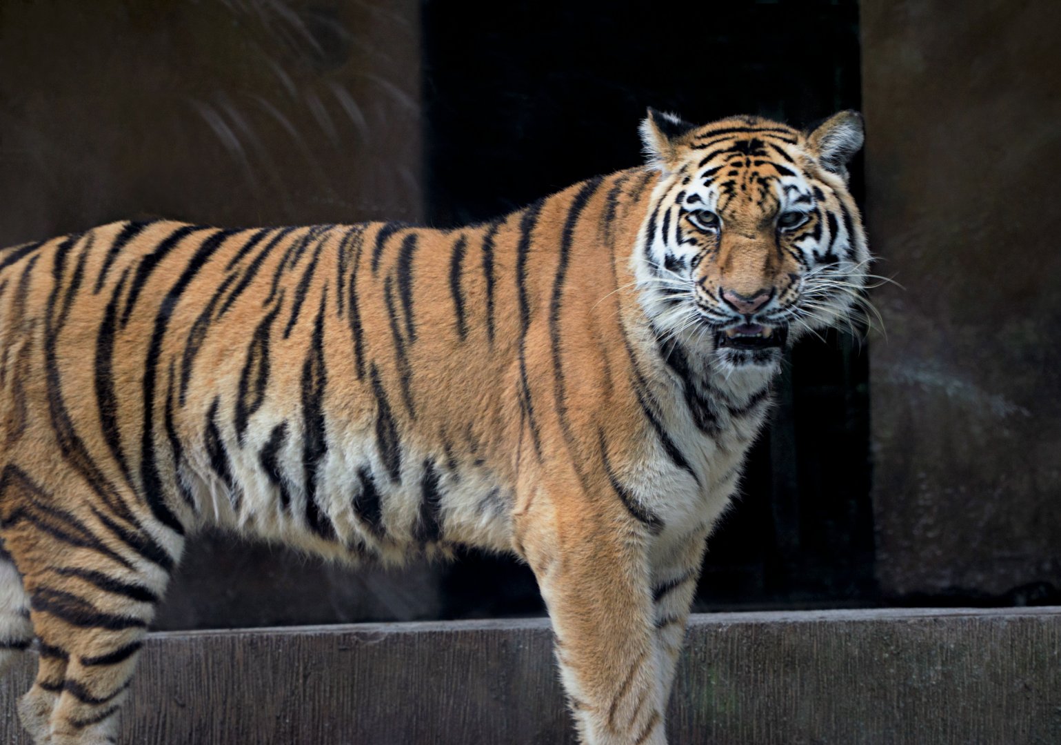 Liuzhou Zoo - Siberian tiger