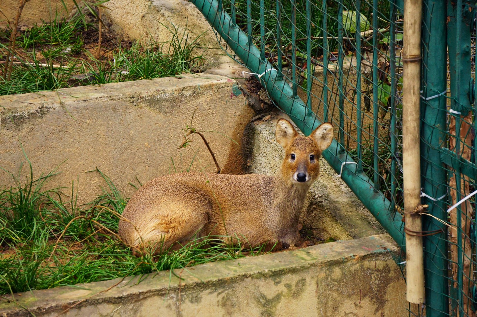 Liuzhou Zoo - water deer