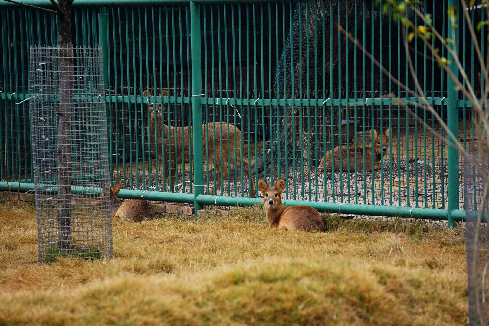 Liuzhou Zoo - water deer