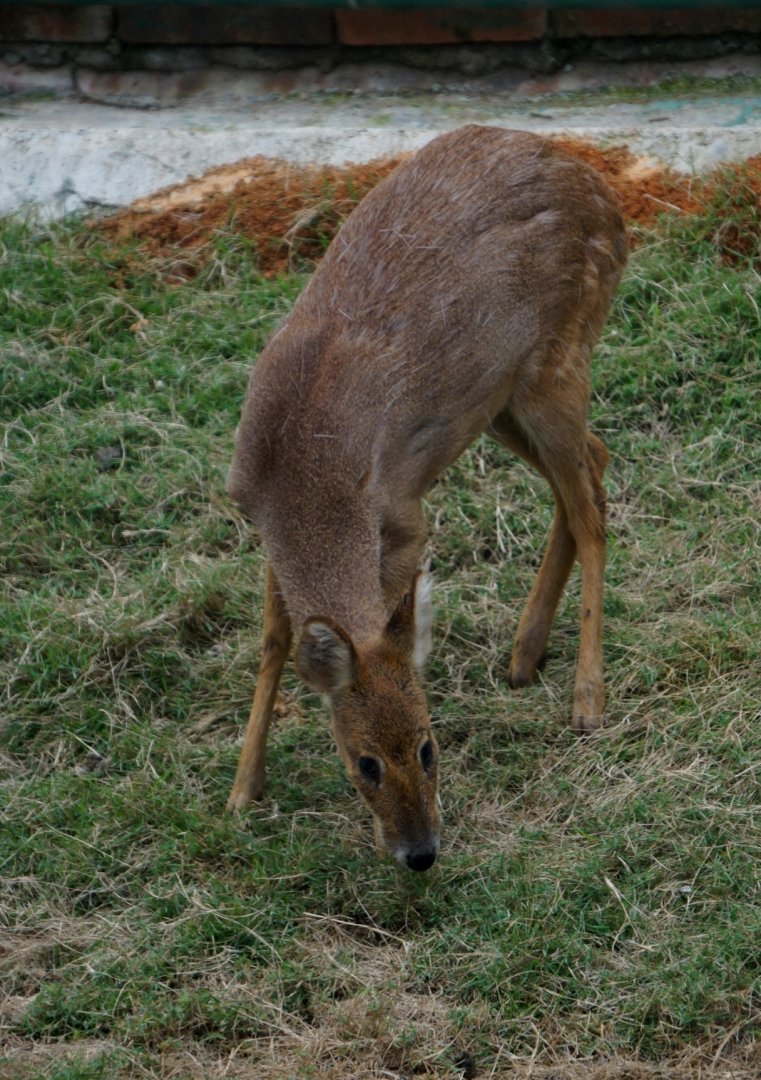 Liuzhou Zoo - water deer