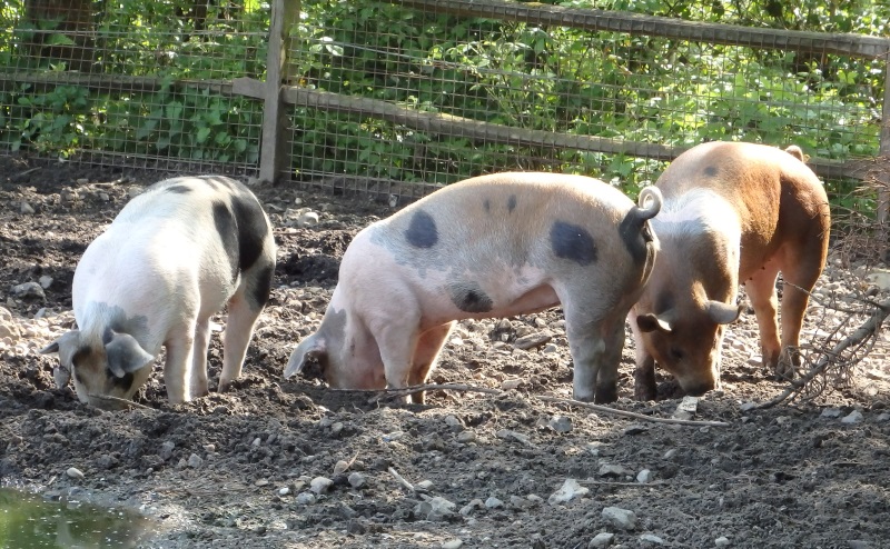 Livar/Limburg monastery pigs (May 2nd, 2015)
