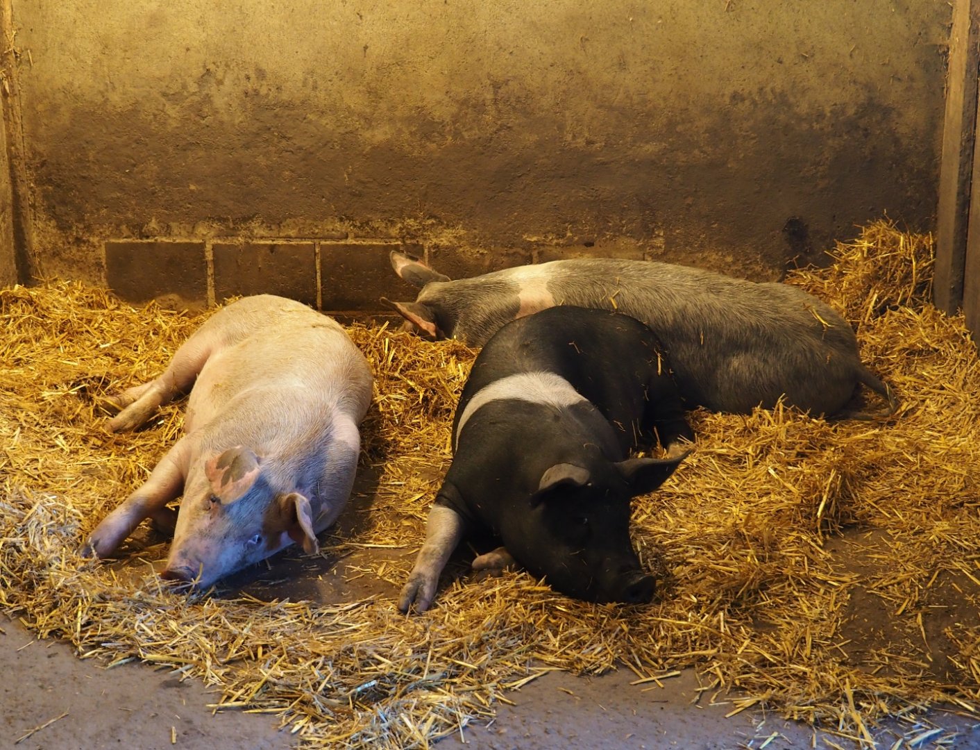 Livar of Limburg monastery pigs (Sus scrofa domestica), Oct 13th, 2018