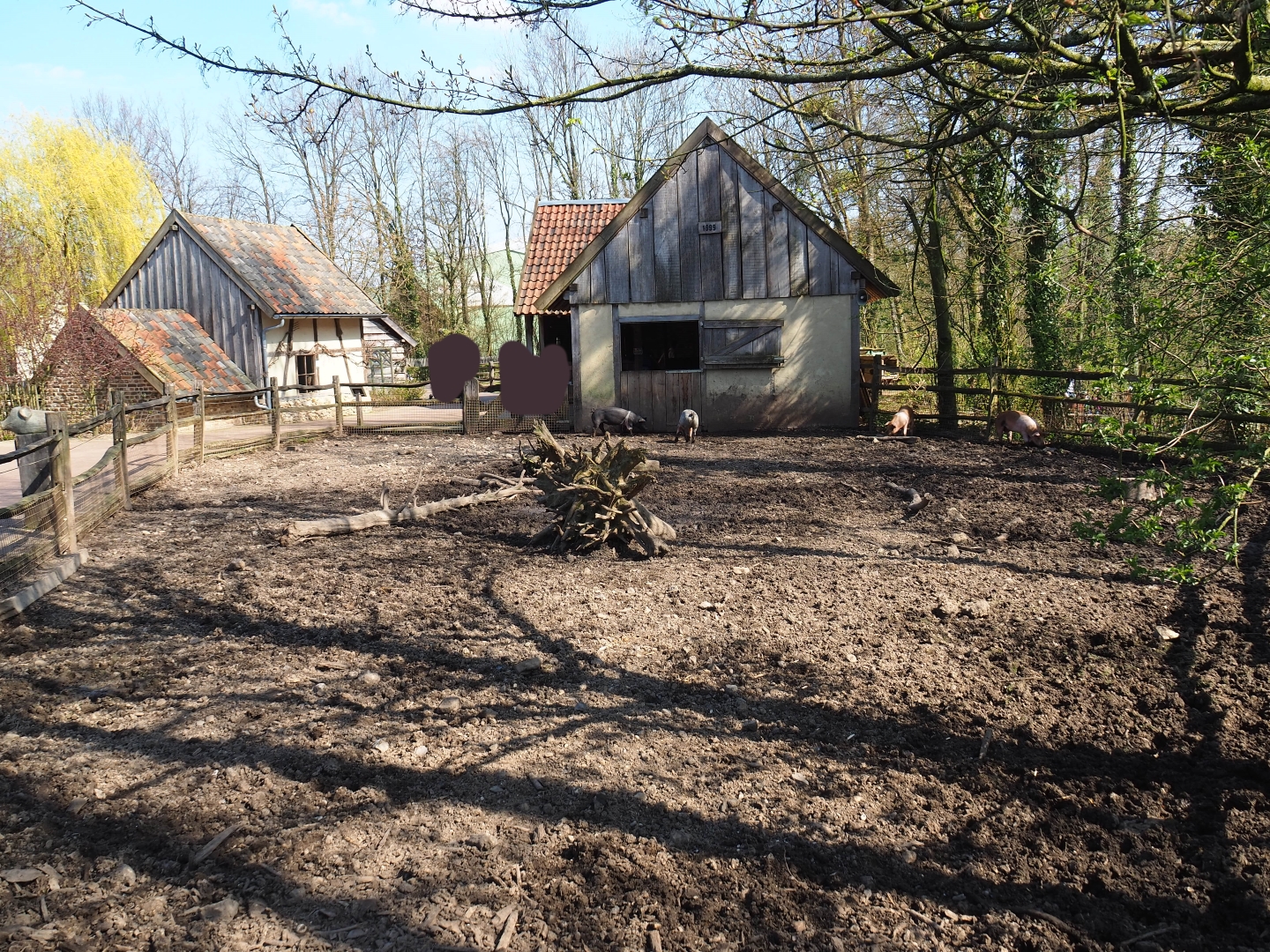 Livar pig pen, 2019-03-30