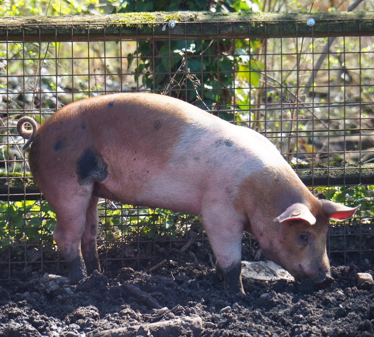 Livar pig (Sus scrofa domestica), 2019-03-30