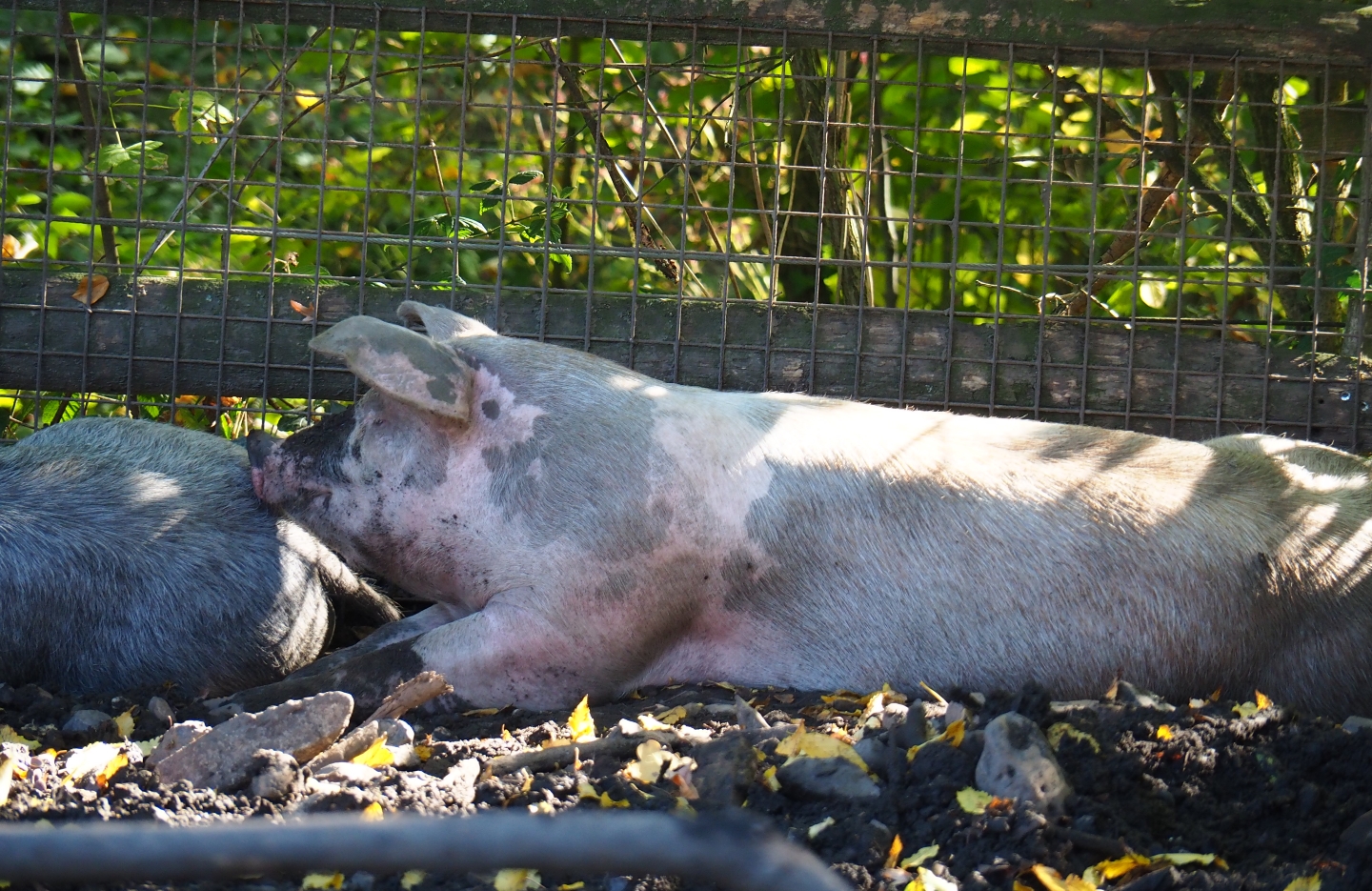 Livar pig (Sus scrofa domestica), Oct 13th, 2018