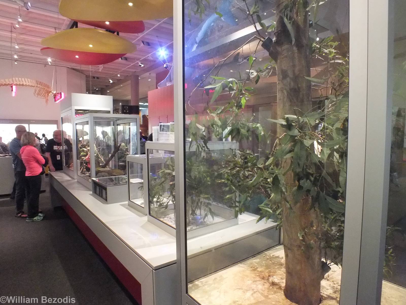 Live Animal Enclosures - Queensland Museum