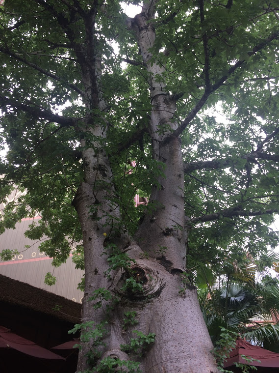 Live Baobab Tree (Adansonia digitata) in leaf