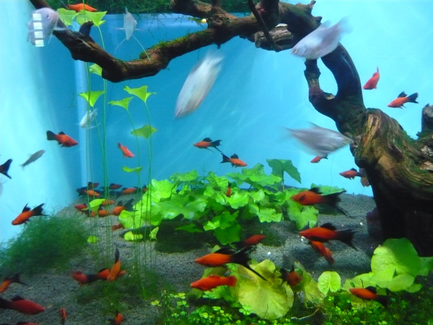 Live-bearers and Gouramis