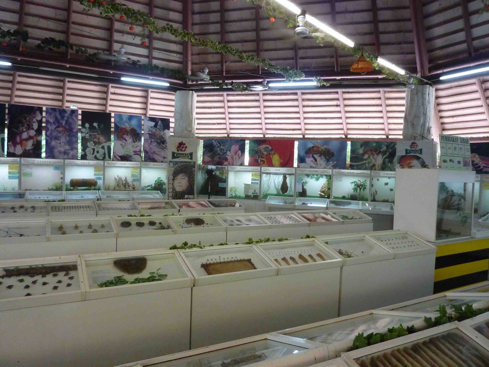 Live bee museum, May 2013.