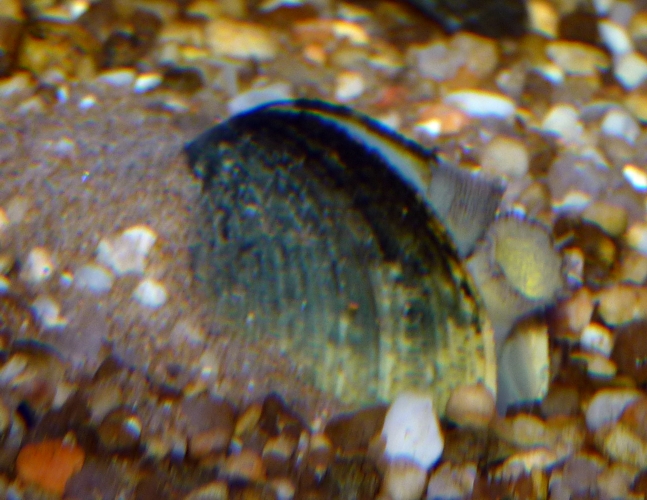 Live clam (ID welcome)