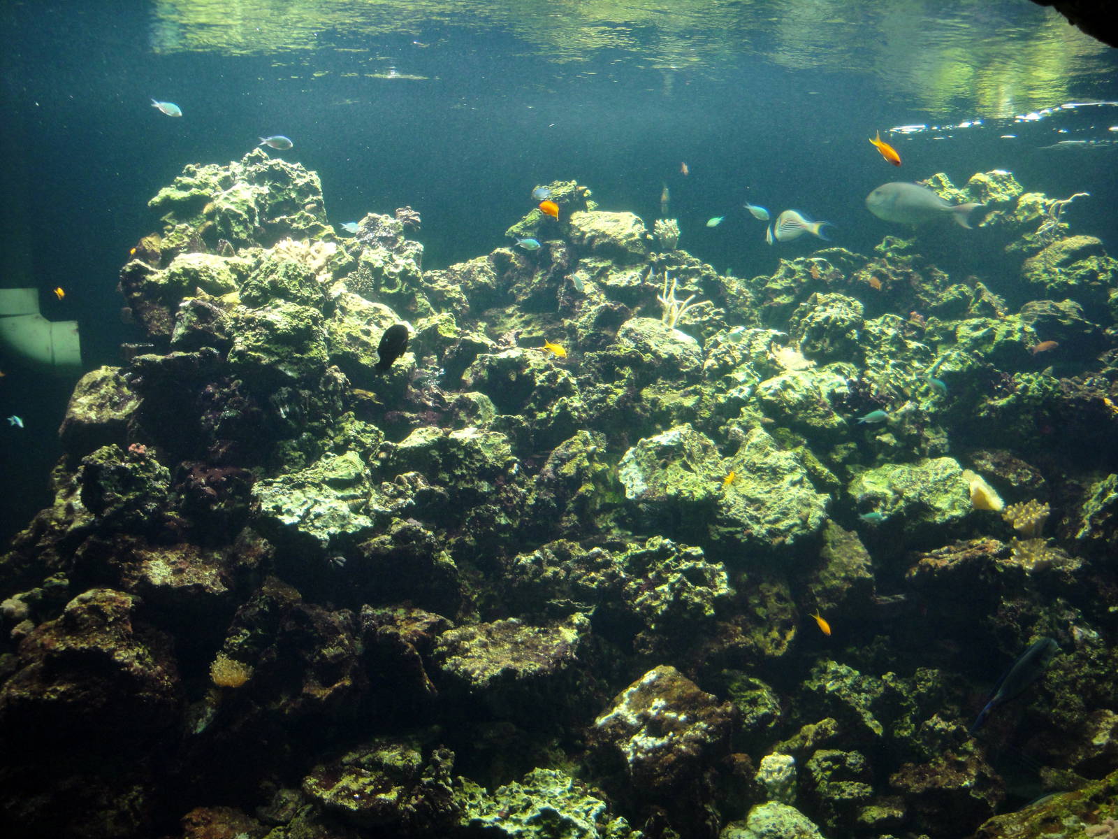 Live Coral Exhibit