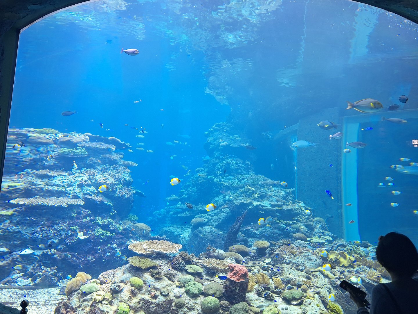Live coral reef tank