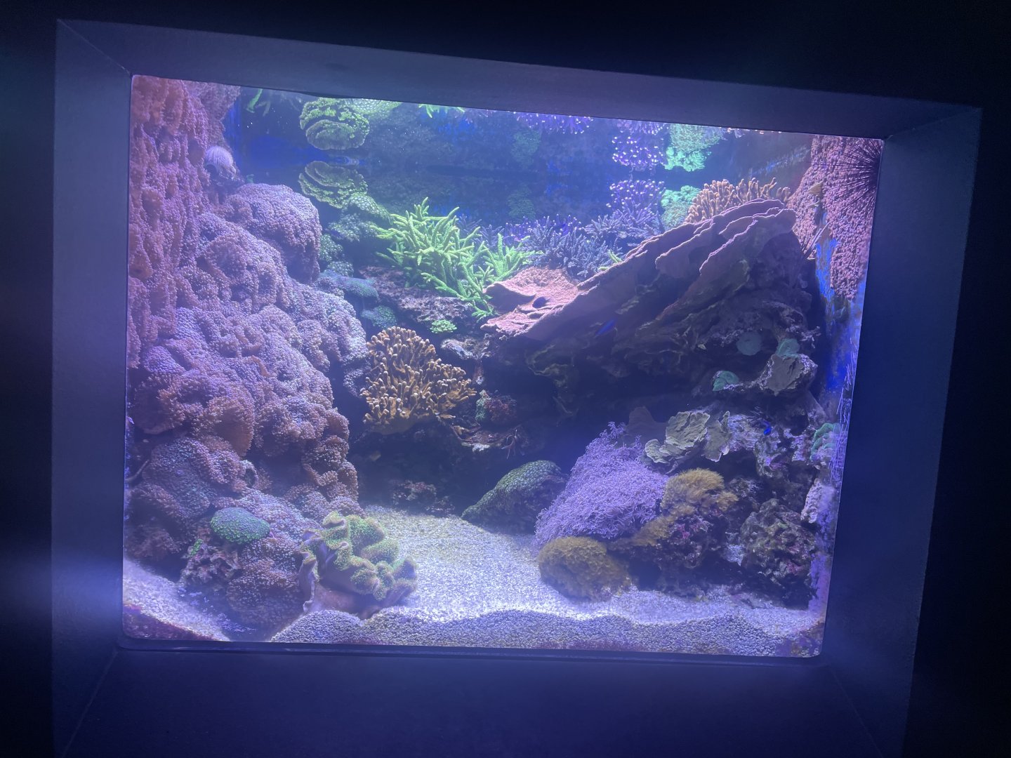 Live Coral Tank #1