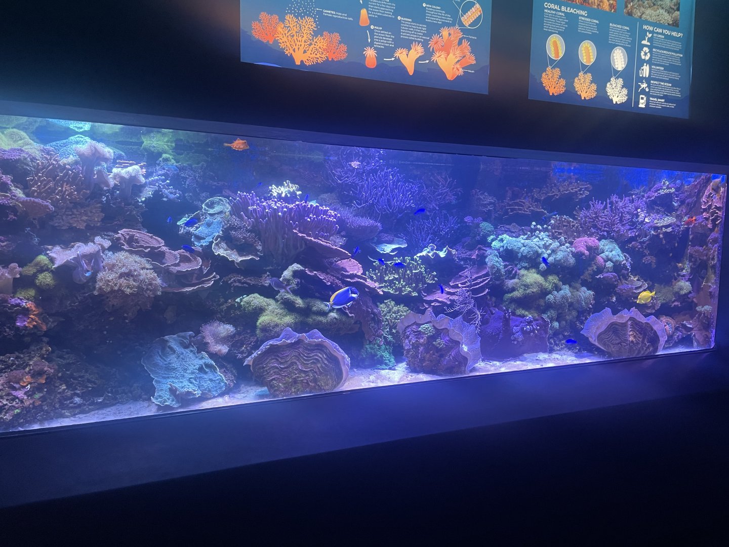 Live Coral Tank #2