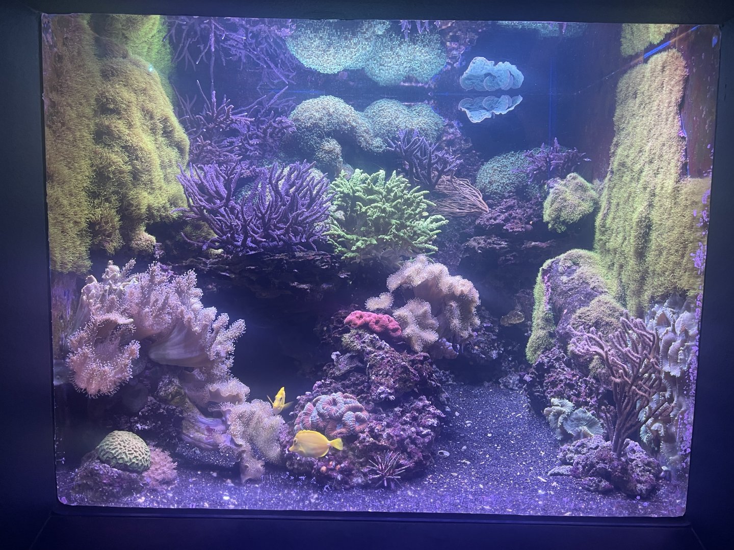 Live Coral Tank #3