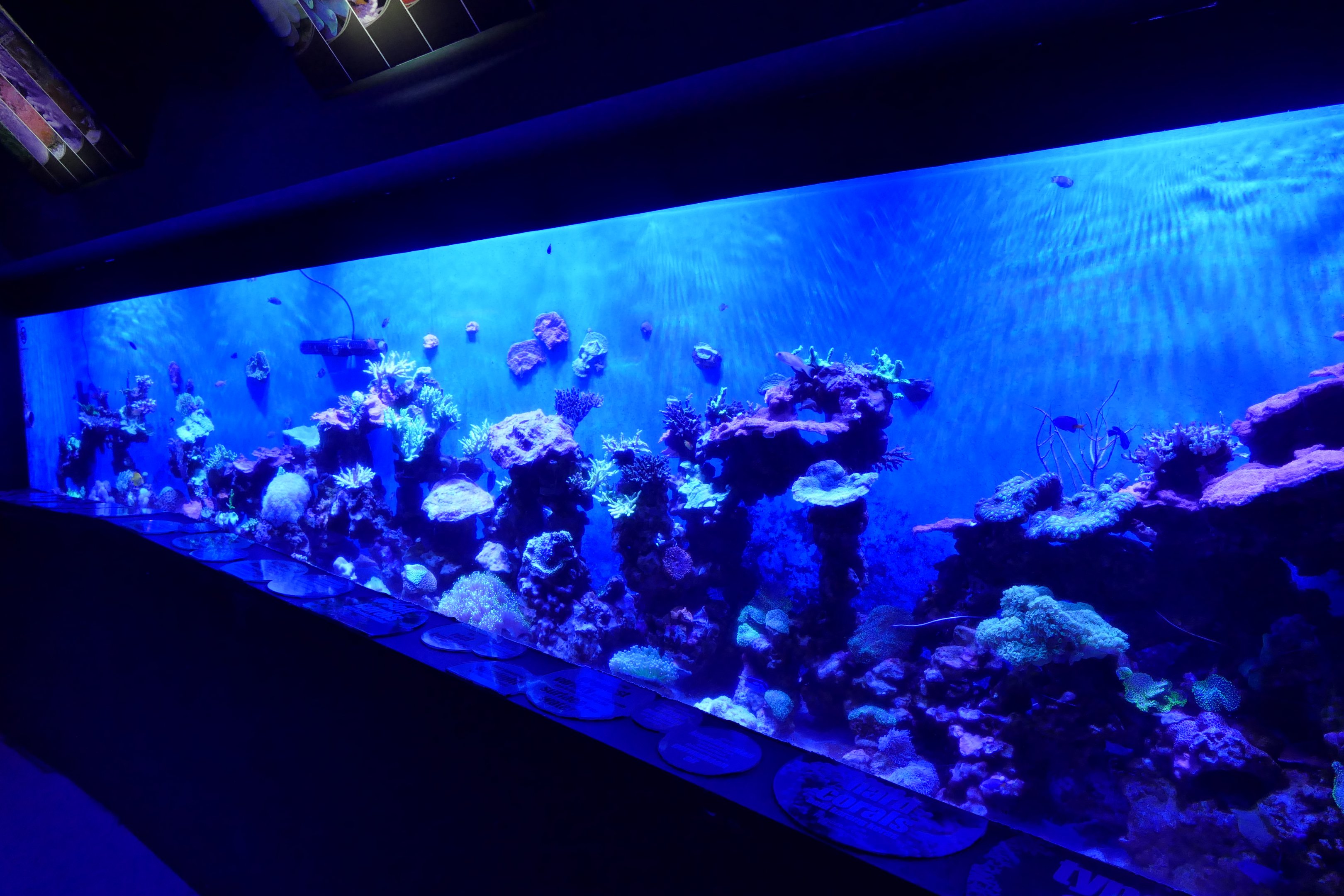 Live coral tank