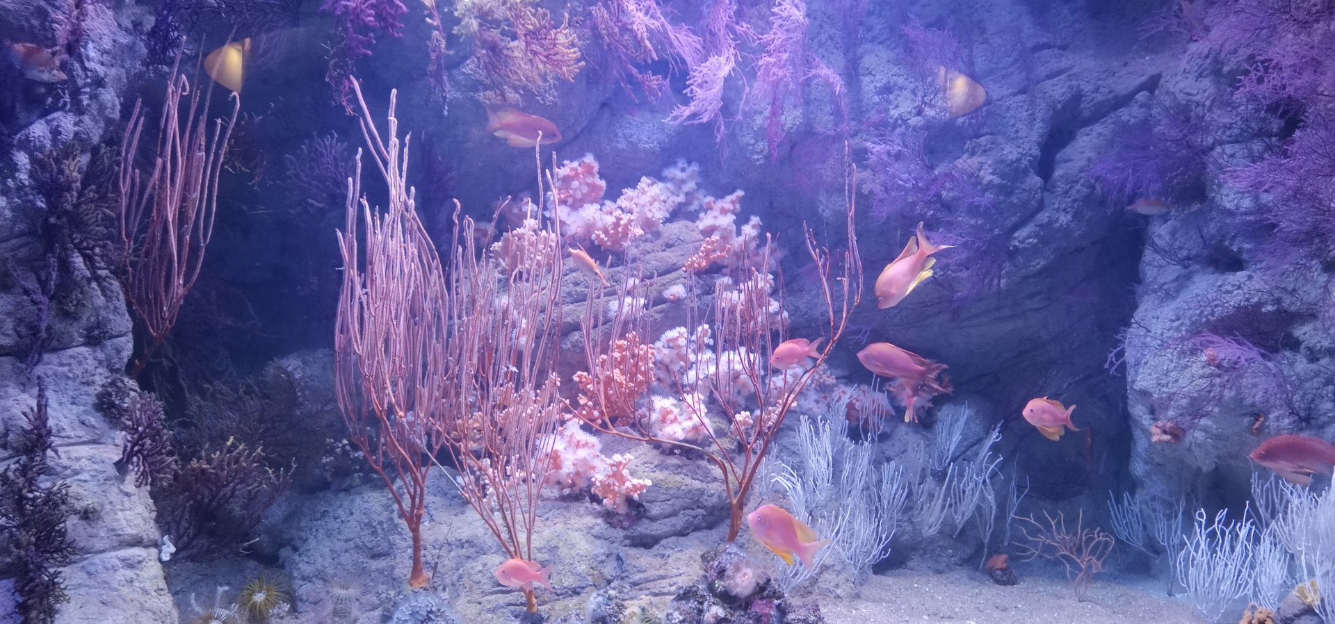 Live corals