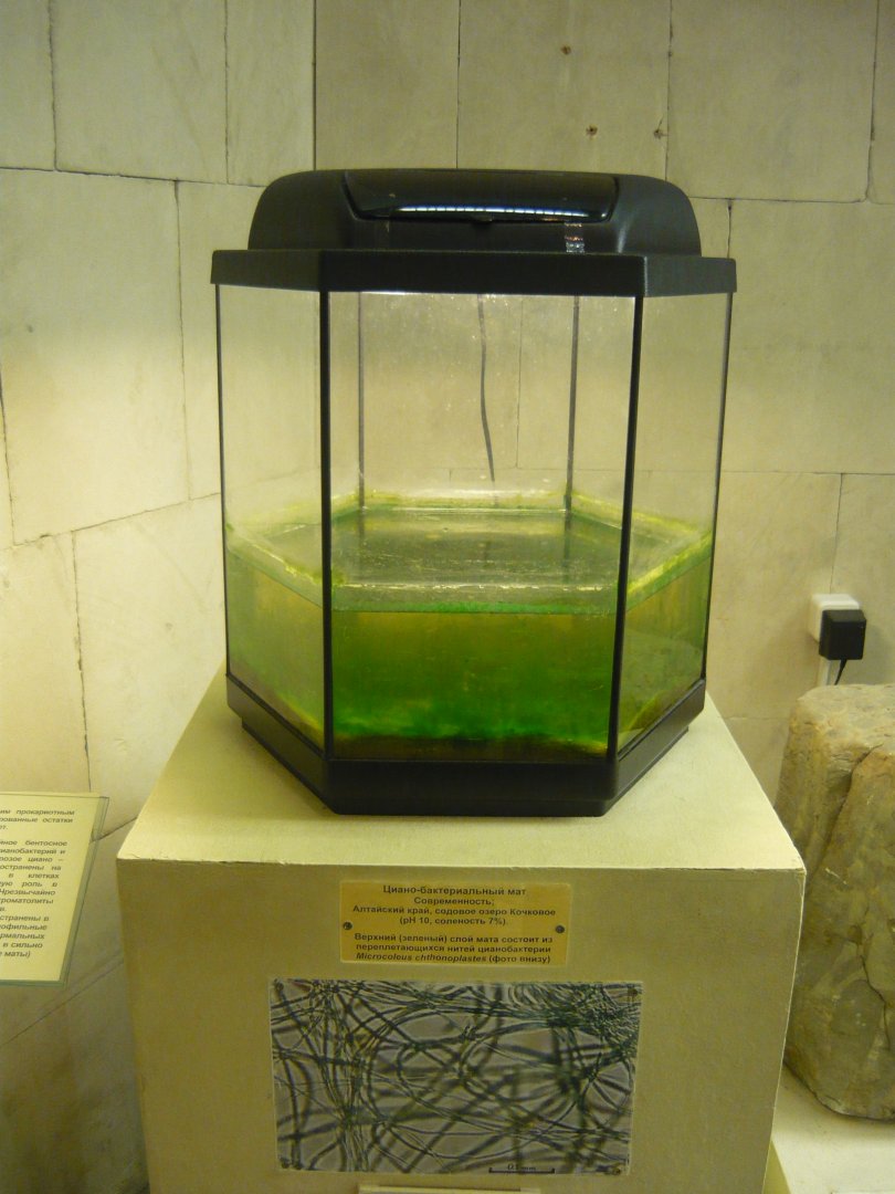 Live cyanobacterial mat