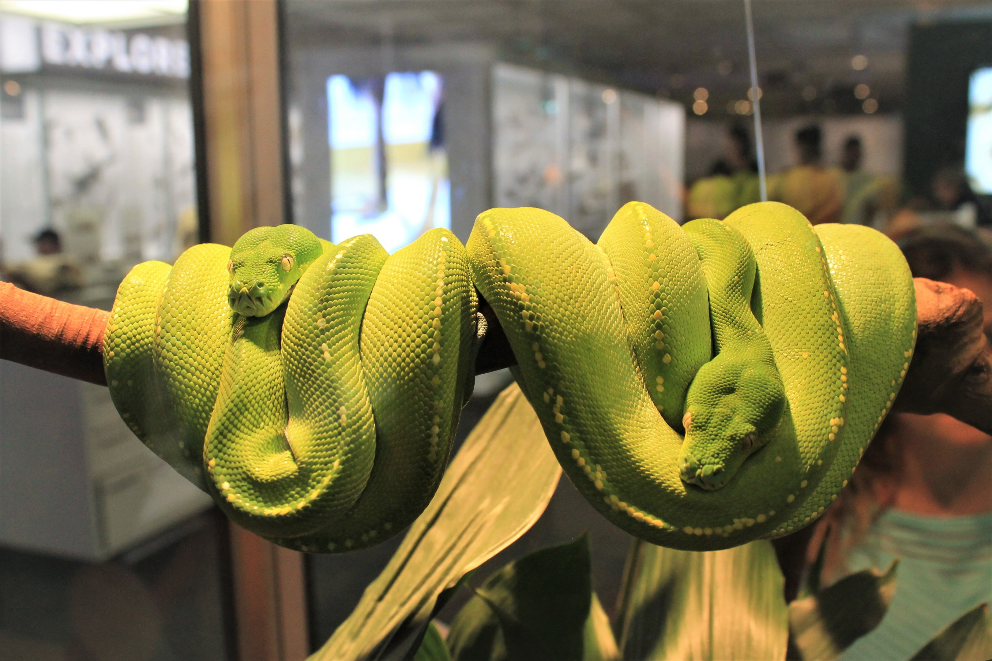 (live display) Green Tree Pythons, Morelia viridis