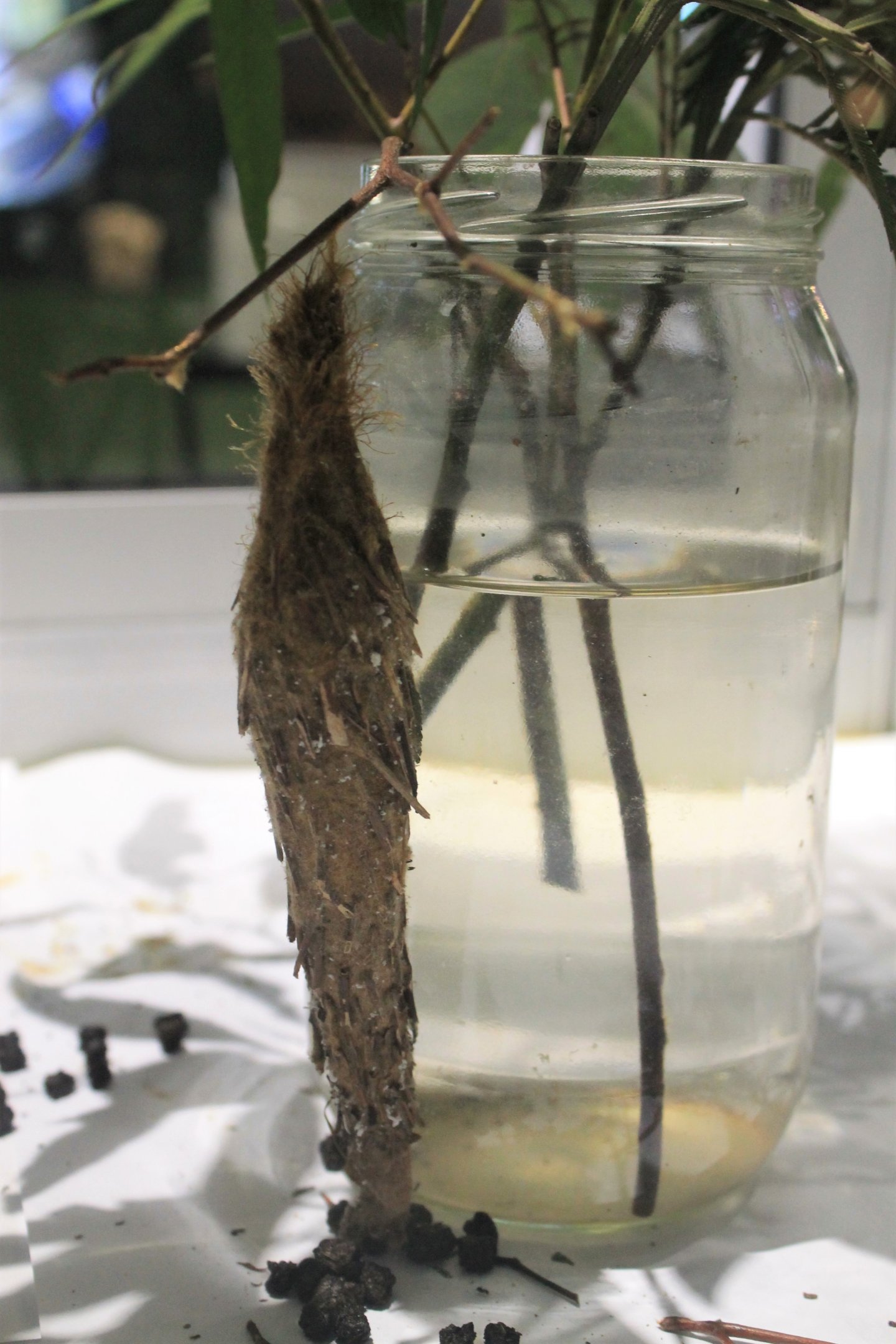 (live display) Saunder's Case Moth, Metura elongatus