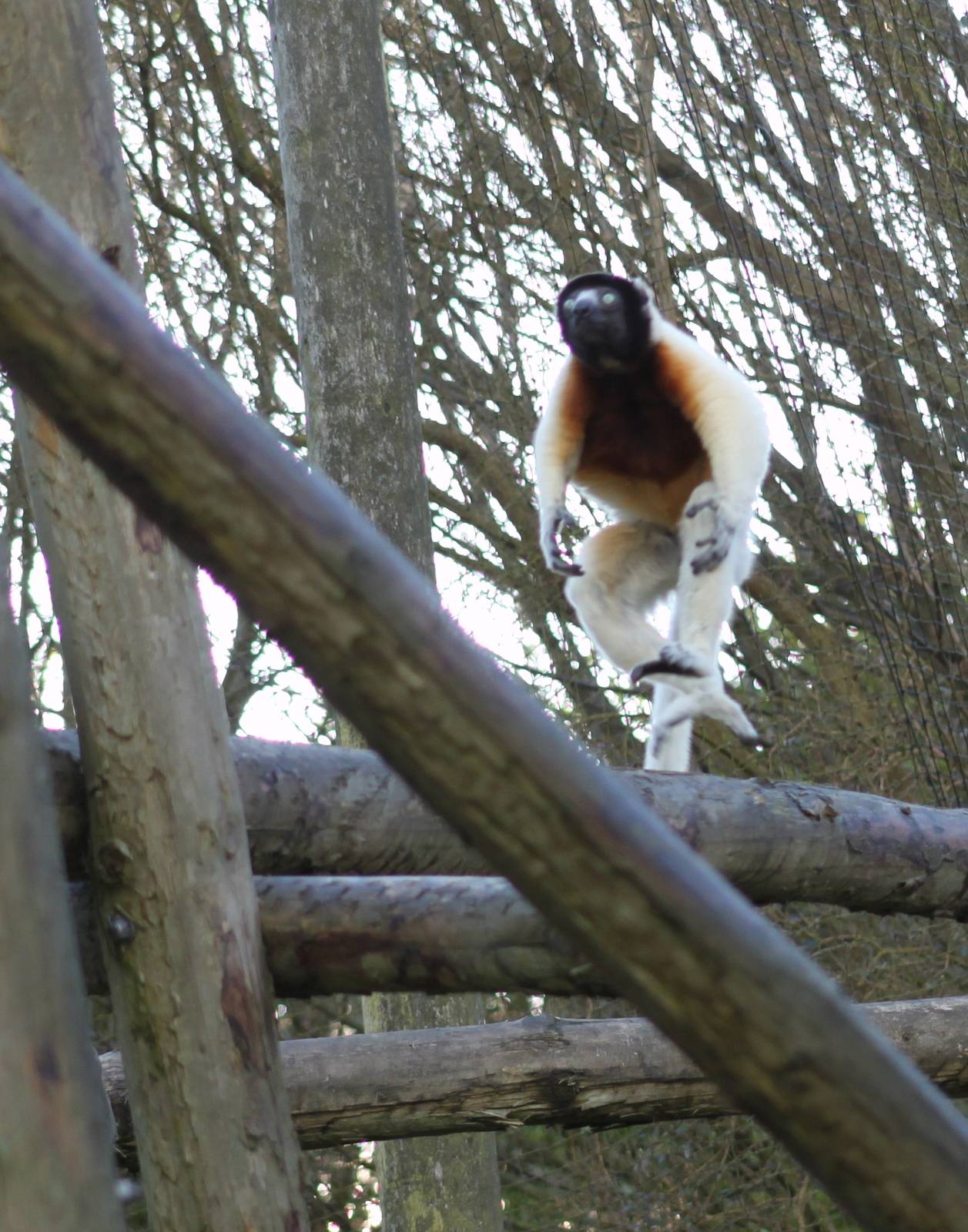 Live from Belfast Zoo! Yet another version of Riverdance