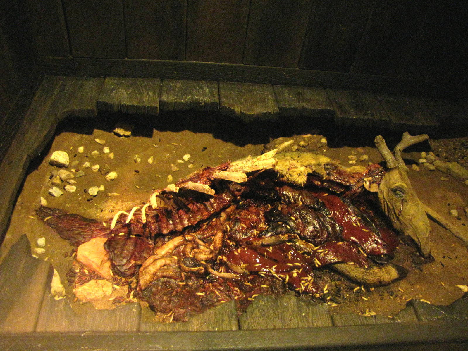 Live Maggots Eating Rotting Meat - Rot Room