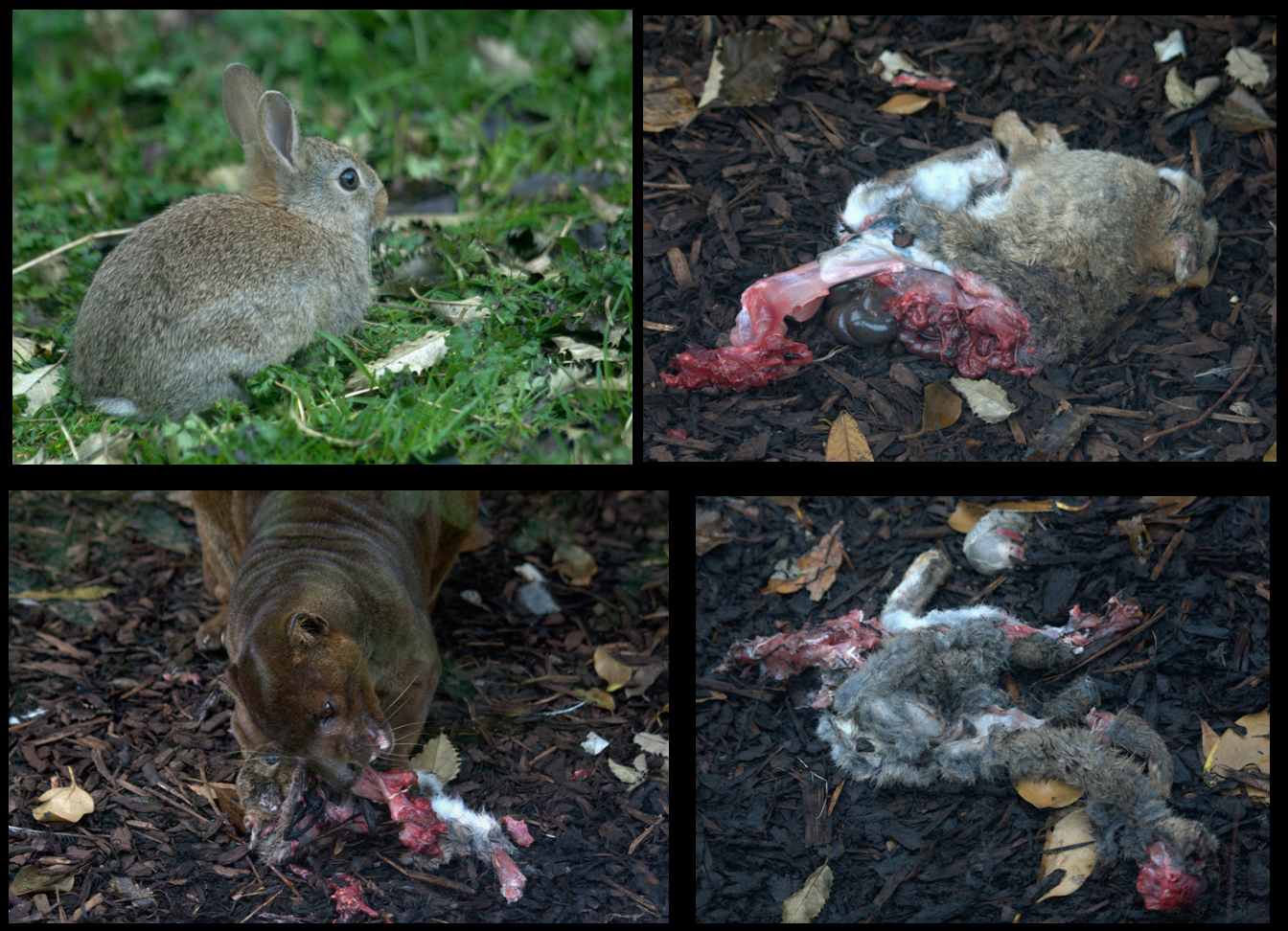 Live Prey for Fossa - Belfast Zoo 05/2012