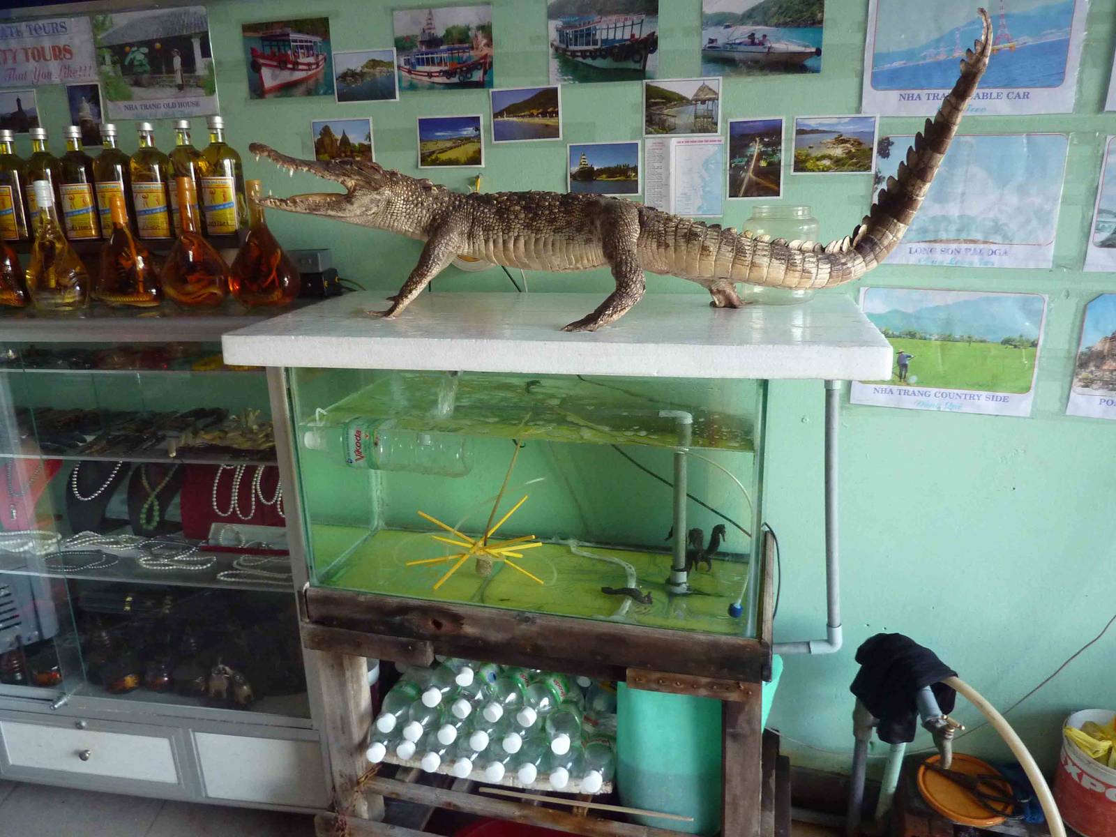 Live seahorses, stuffed crocodiles and bits, May 2013.