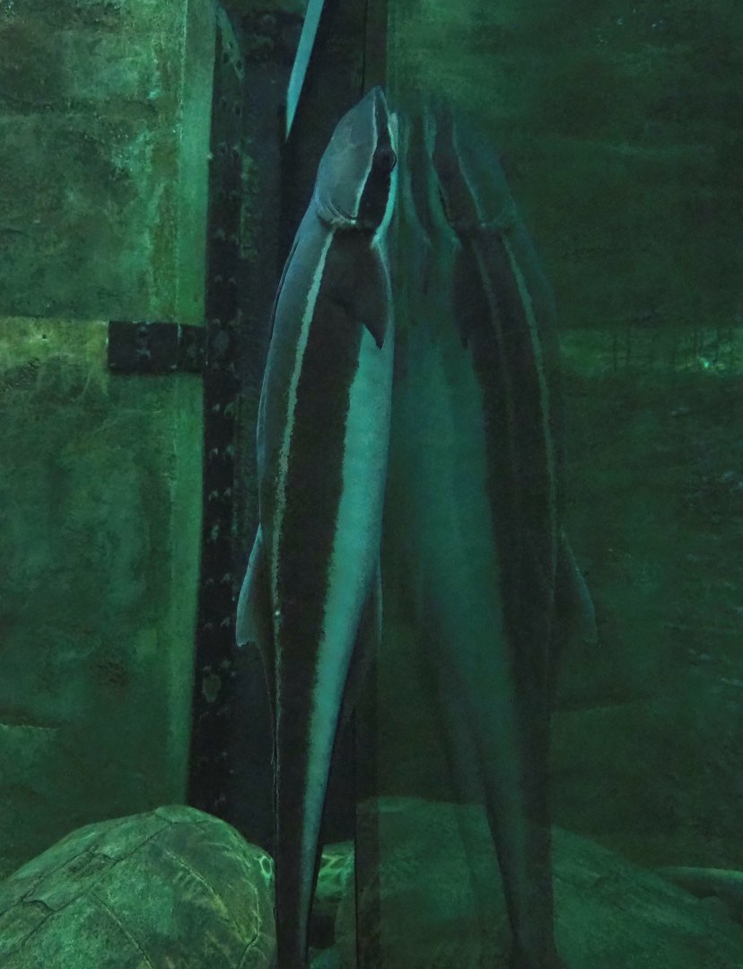 Live sharksucker (Echeneis naucrates), 2023-05-15