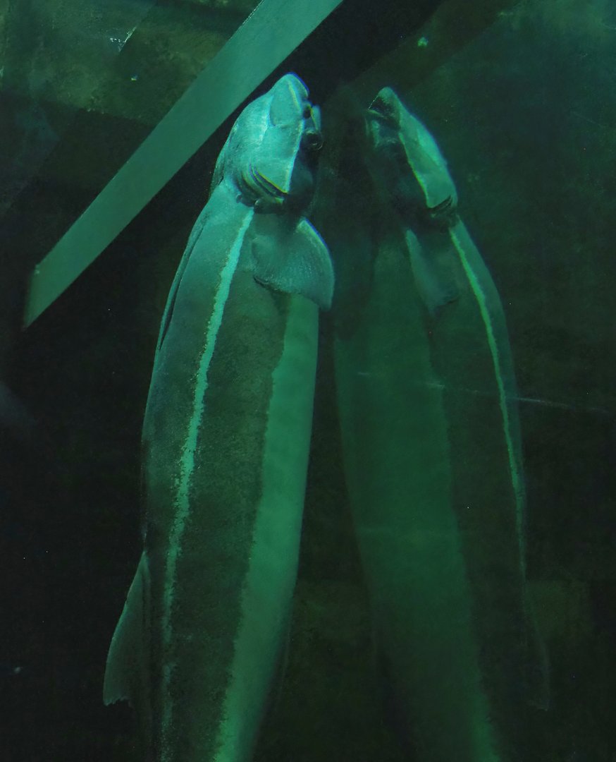 Live sharksucker (Echeneis naucrates), 2023-10-13