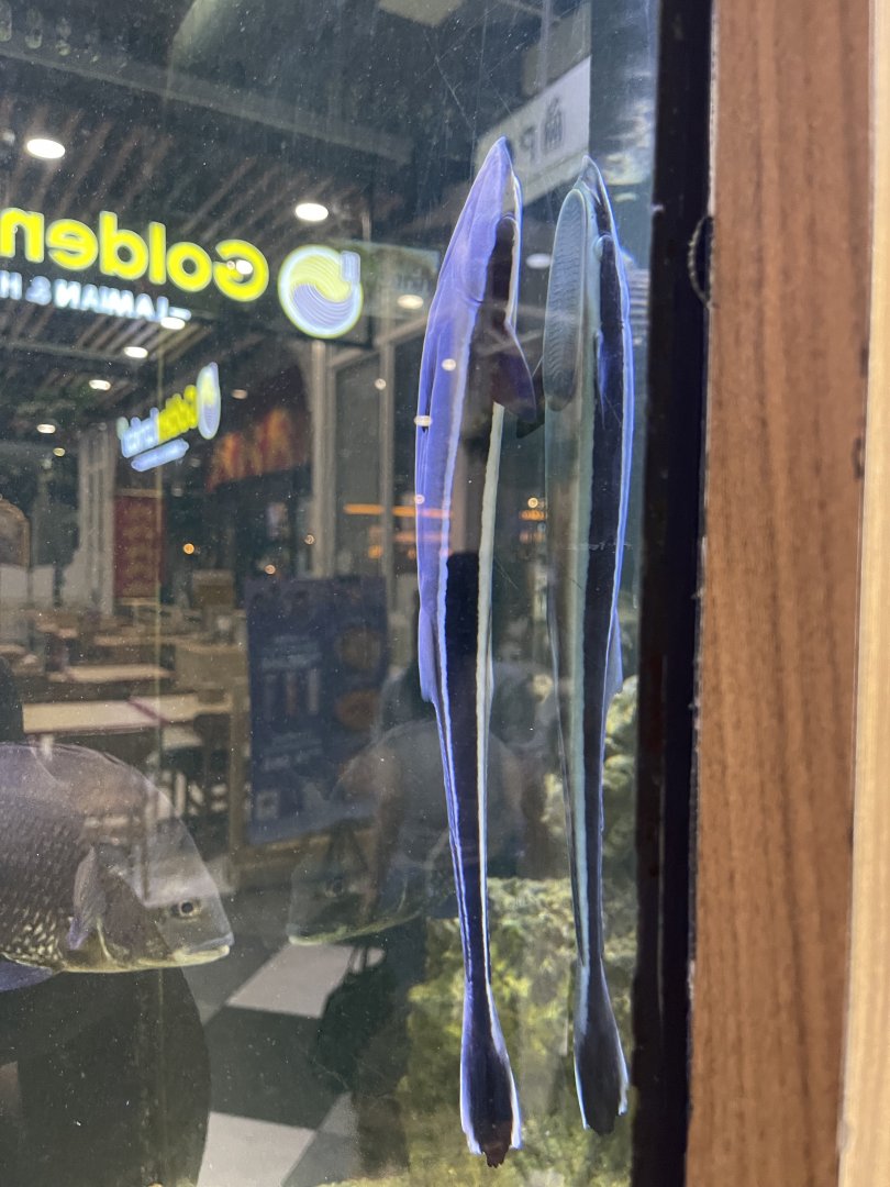 live sharksucker (echeneis naucrates)