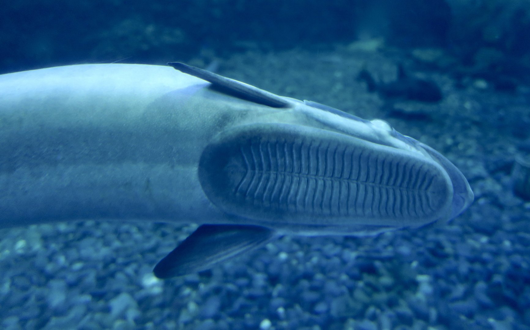 Live Sharksucker (Echeneis naucrates)