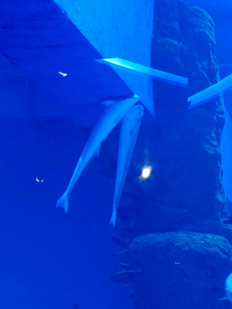 Live Sharksucker (Echeneis naucrates)