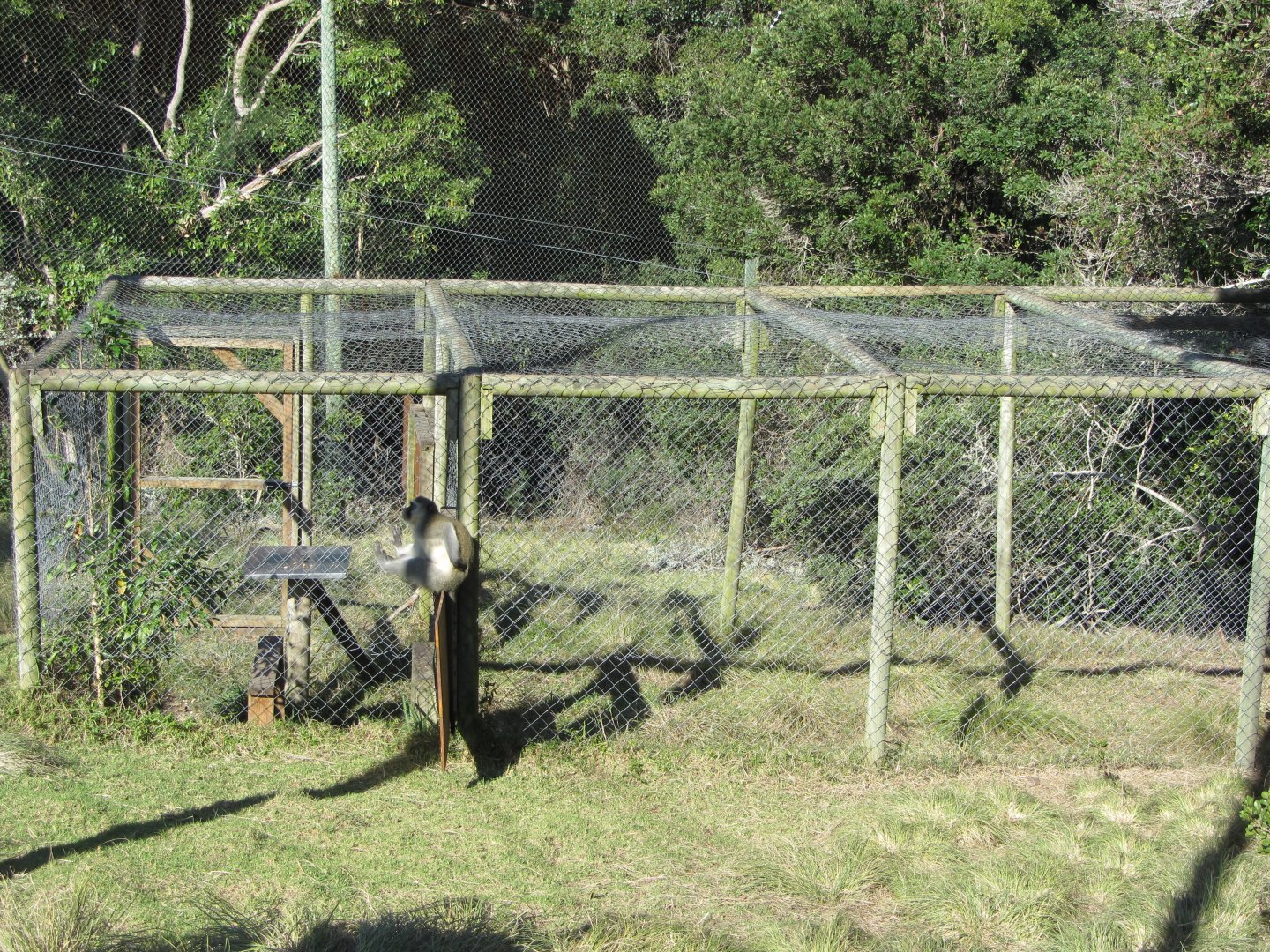 Live Trap for Wild Vervet Monkeys