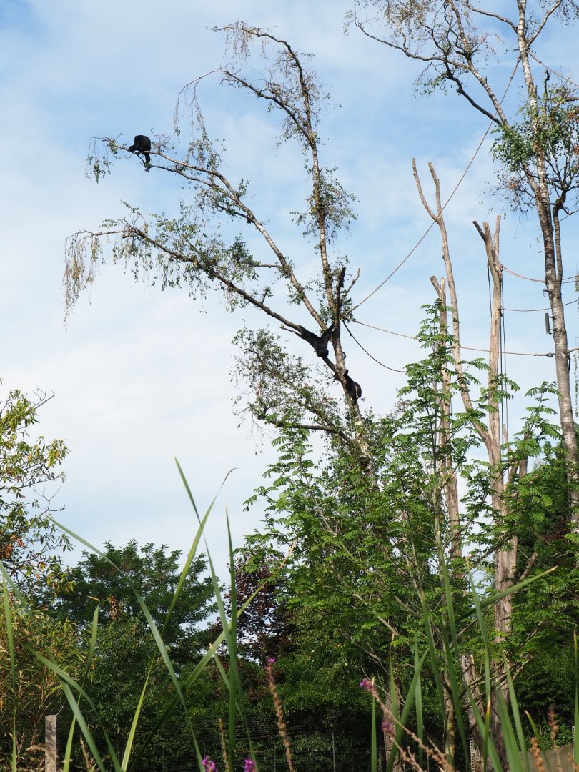 Live trees with siamangs (Symphalangus syndactylus), Sep 16th, 2018
