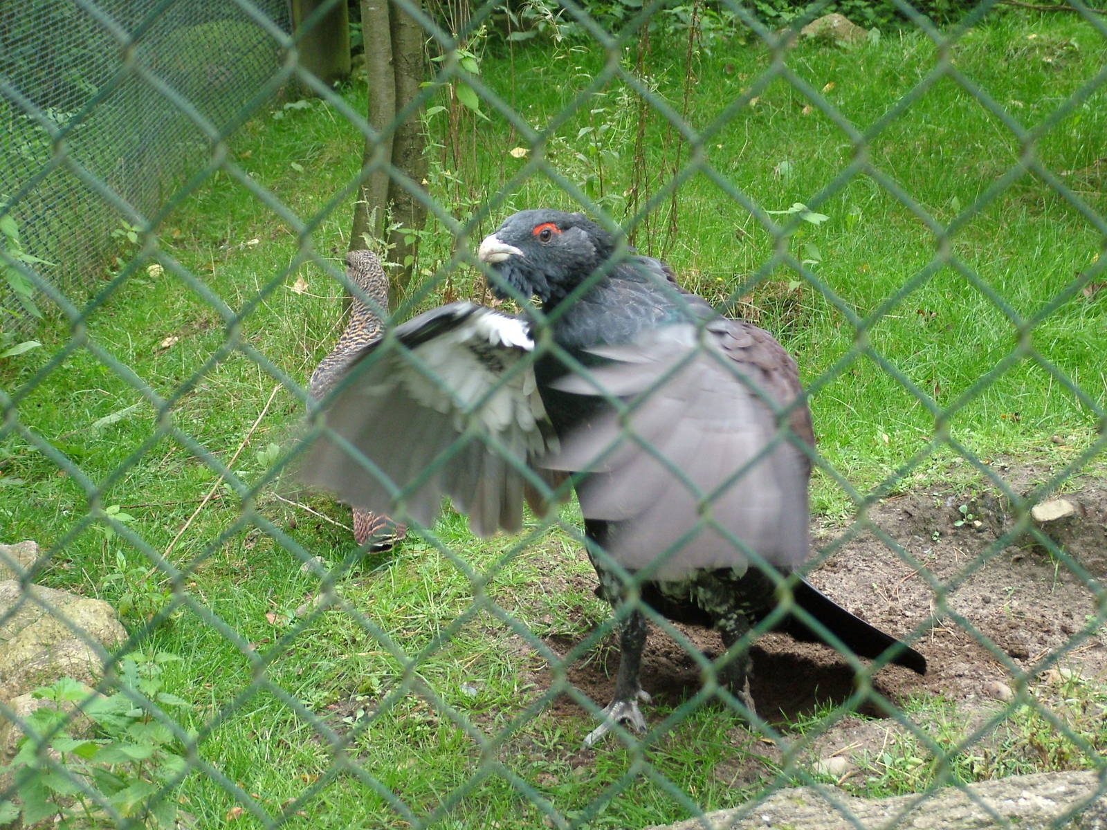 Lively Capercaillie (Tetrao urogallus) at Wildpark Lueneberger Heide 2007