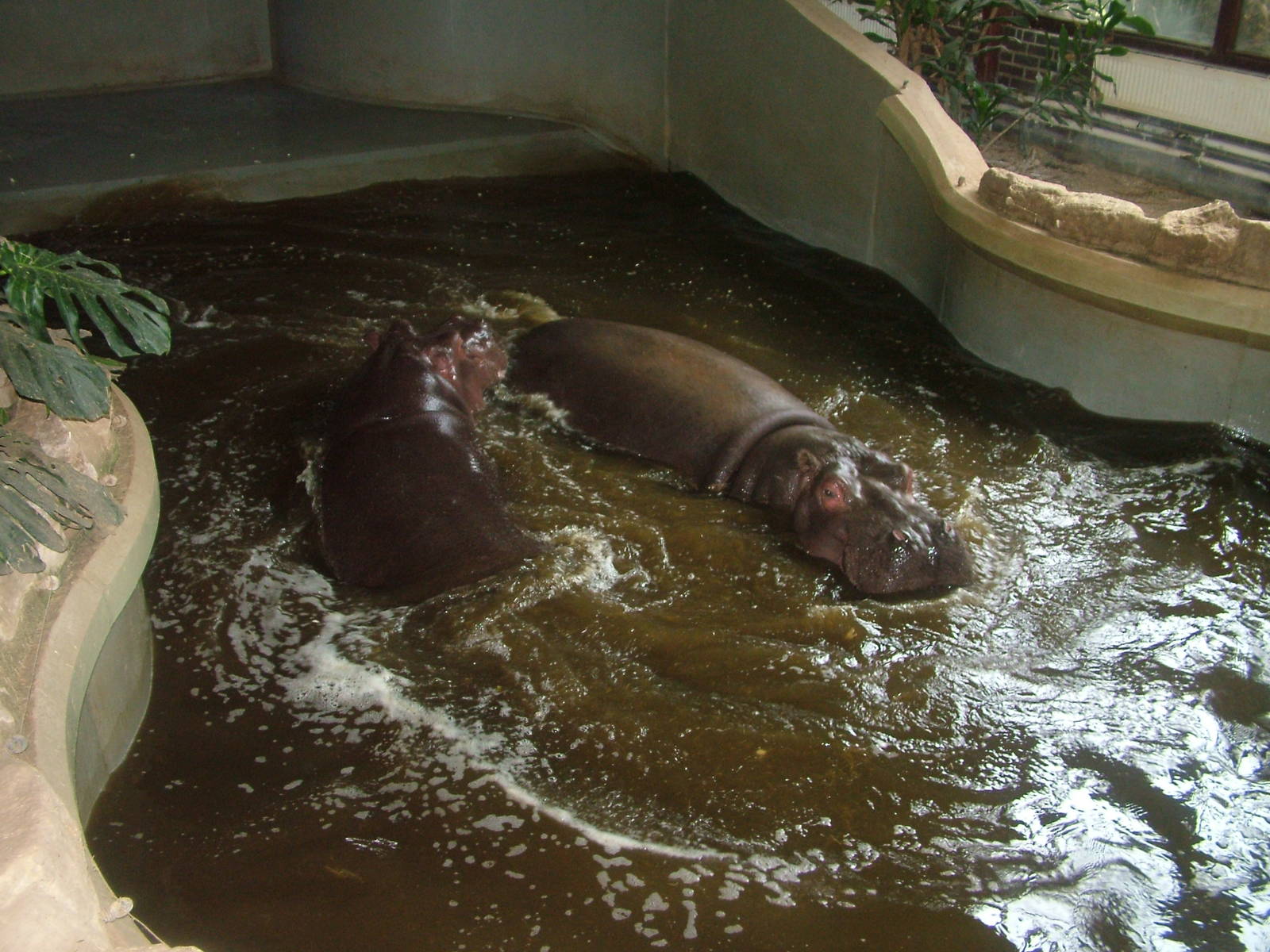 Lively Common Hippos at Whipsnade 08/05/10