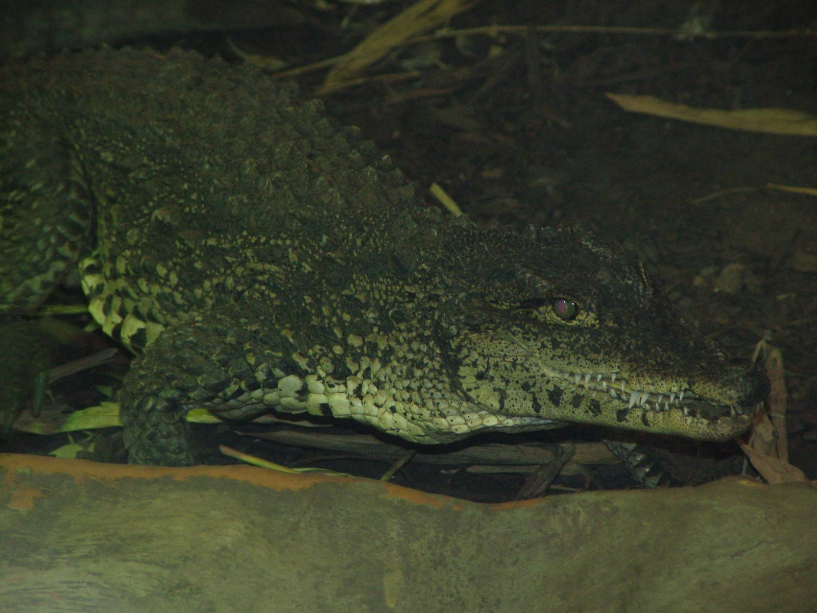 Lively crocodile at West Midland 16/08/09