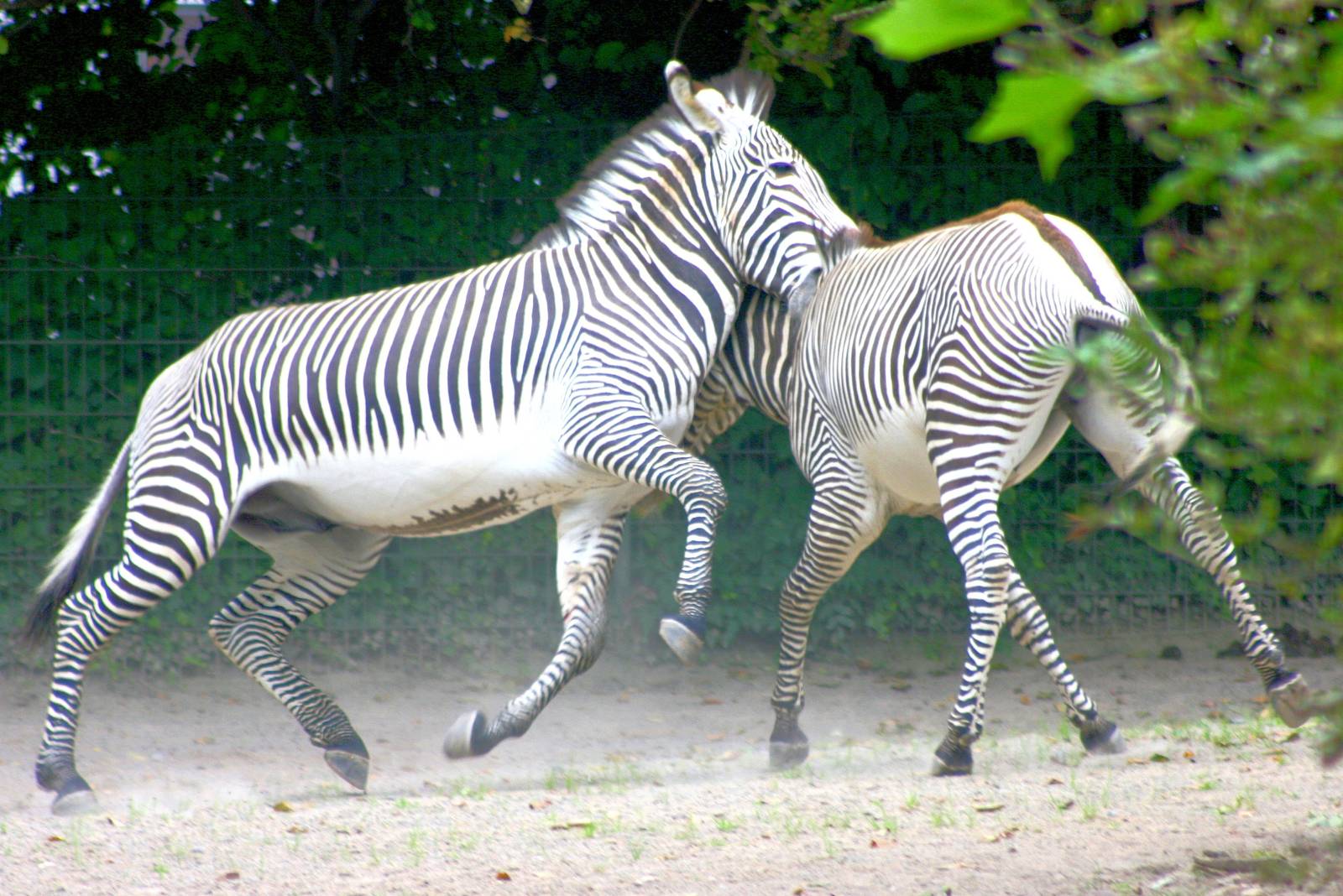 Lively Grevy's zebras; Cologne; 6th September 2014