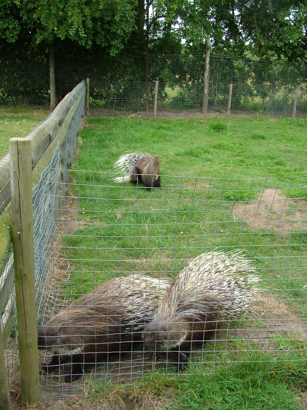 Lively porcupines at Wingham WP, 31/07/10